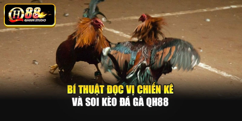 Bí thuật đọc vị chiến kê và soi kèo đá gà Qh88