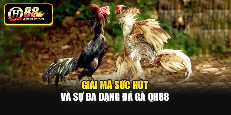 Giải mã sức hút và sự đa dạng đá gà Qh88